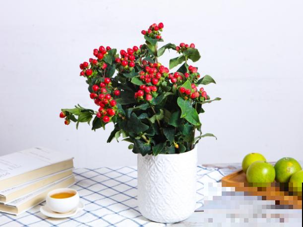 相思豆别名火龙珠，养殖简单，好看易观赏