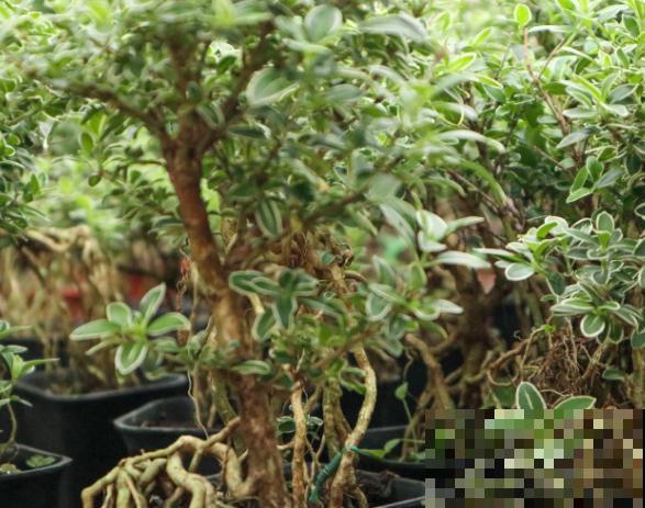 六月雪黄叶掉叶，主要是这4点原因，及时处理还有救