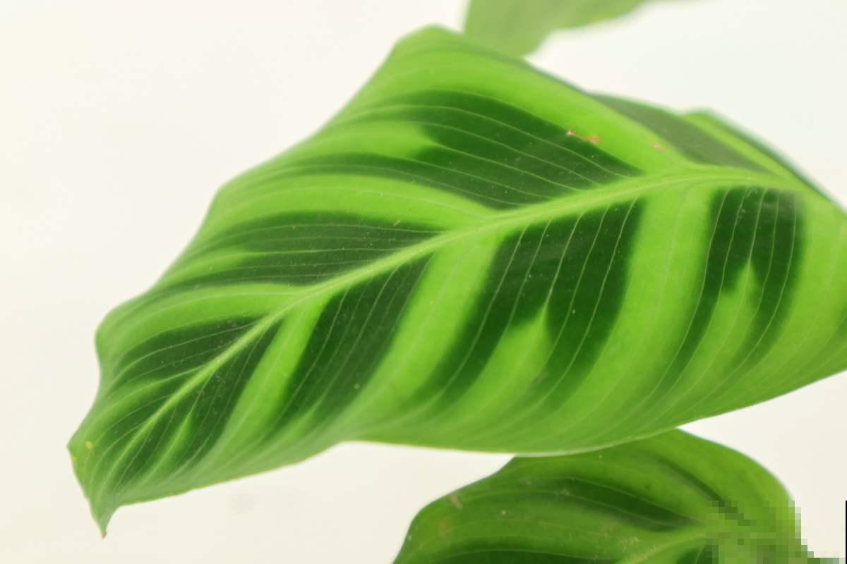 大叶植物要“洗澡”，养分才能更充足