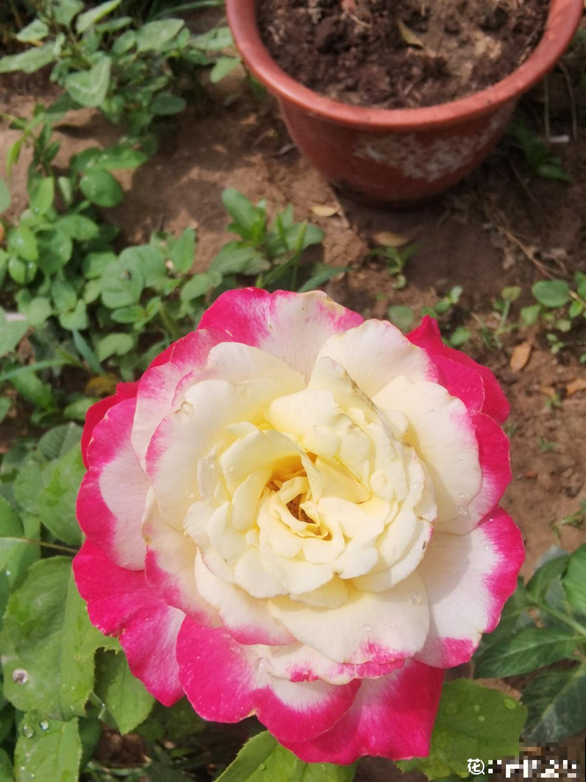 网上常见的3种花，购买需谨慎，看着销量高，其实都是坑