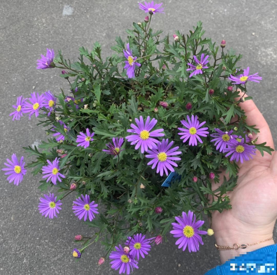 草花中的“小霸王”,耐热耐寒耐阴,开花能开大半年! 草花中的“小霸王”,耐热耐寒耐阴,开花能开大半年!