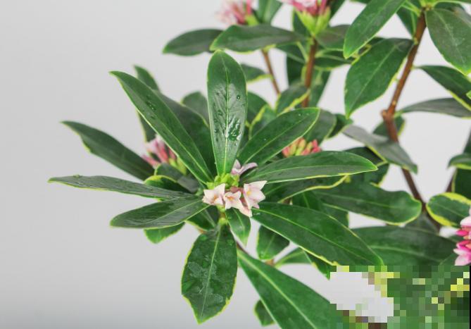 花叶子上带了个“金项链”,养在家里有好兆头,养护起来也简单 花叶子上带了个“金项链”,养在家里有好兆头,养护起来也简单