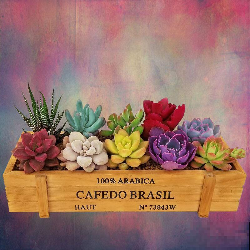 养殖紫乐要想长得好,记住这5点,轻松长出好状态 养殖紫乐要想长得好,记住这5点,轻松长出好状态