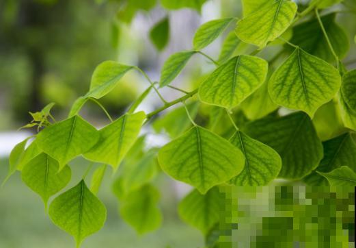 1种树堪称佛教的“灵树”,养在家里有福气,满满好兆头 1种树堪称佛教的“灵树”,养在家里有福气,满满好兆头