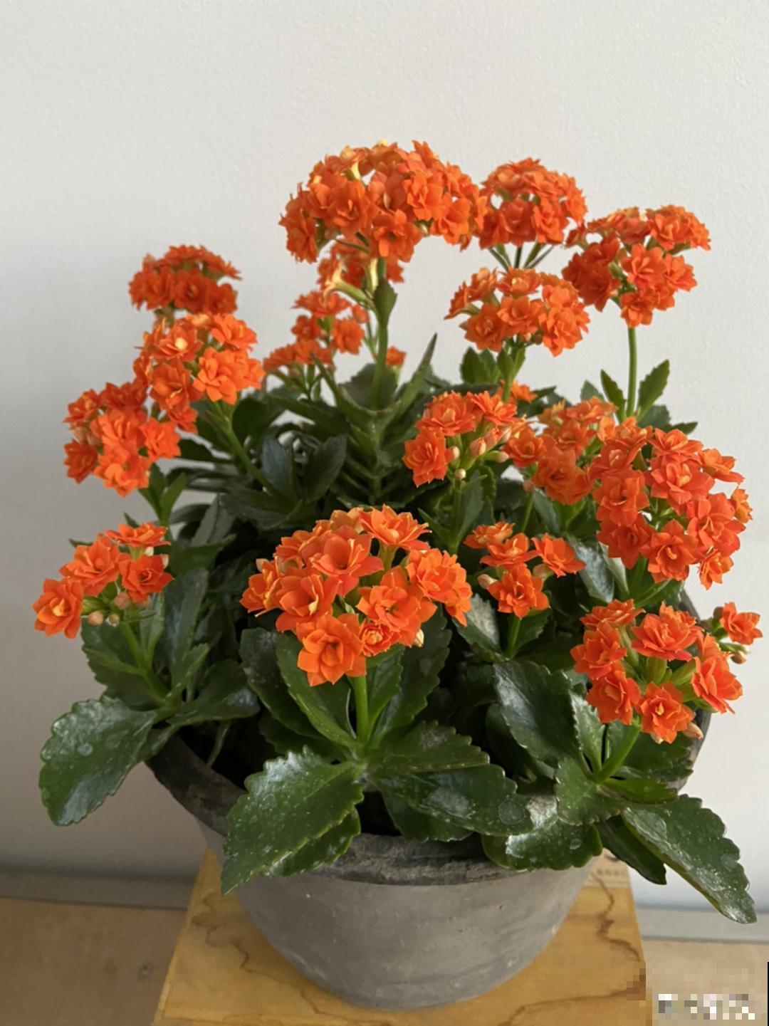 花68888元买棵桔子树，新年沾满“桔气”，来年“大吉大利”！