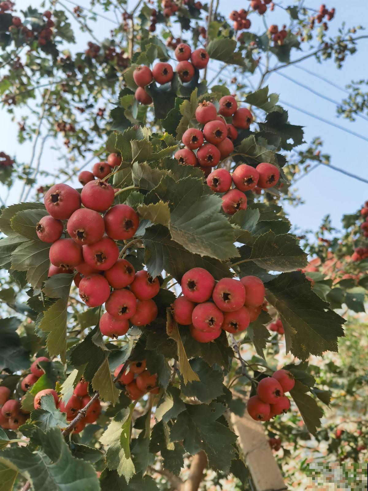 小时候常见的10种野果,9成人叫不全名字,你能叫上几个? 小时候常见的10种野果,9成人叫不全名字,你能叫上几个?