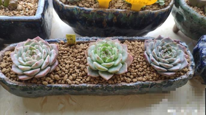 这2种土各有优缺点，要想区分用哪个，可以根据这3点来判断