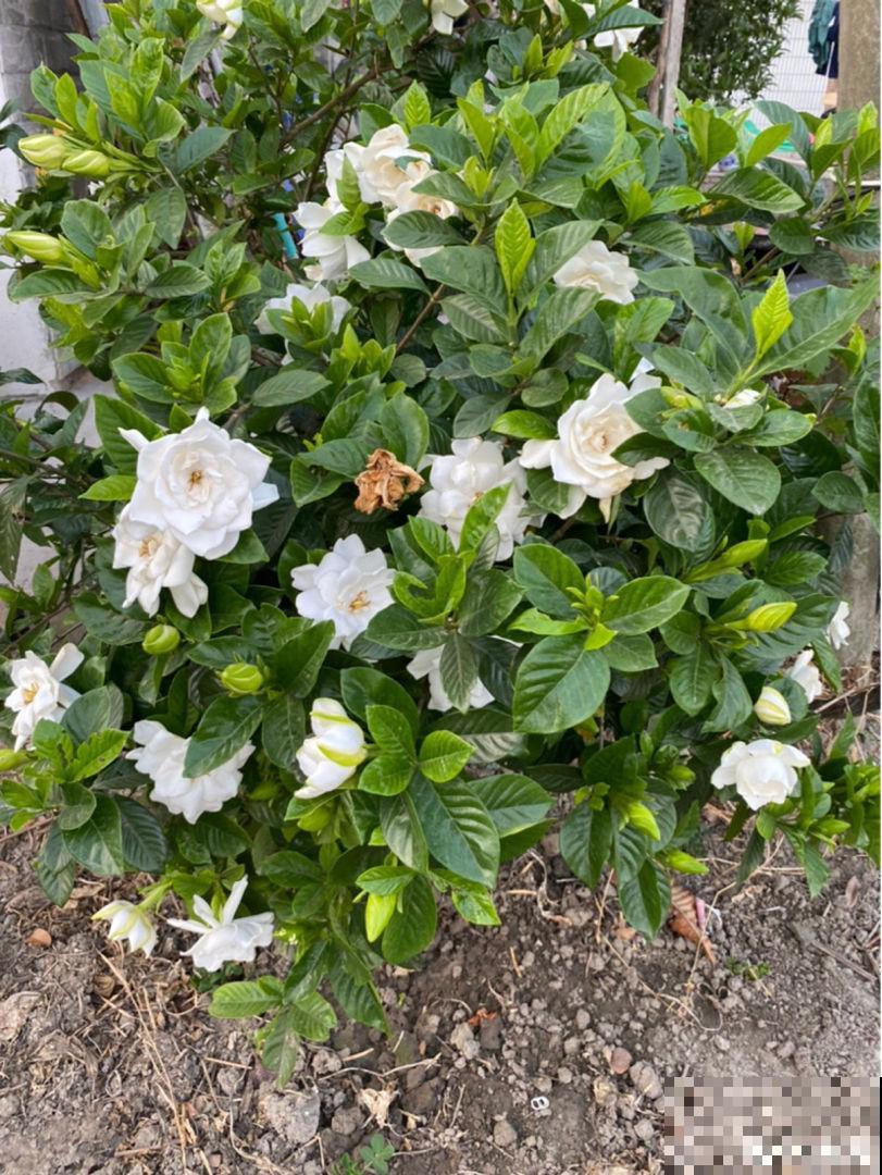 天然的香水“栀子花”，切记不要放卧室，有毒对身体不好