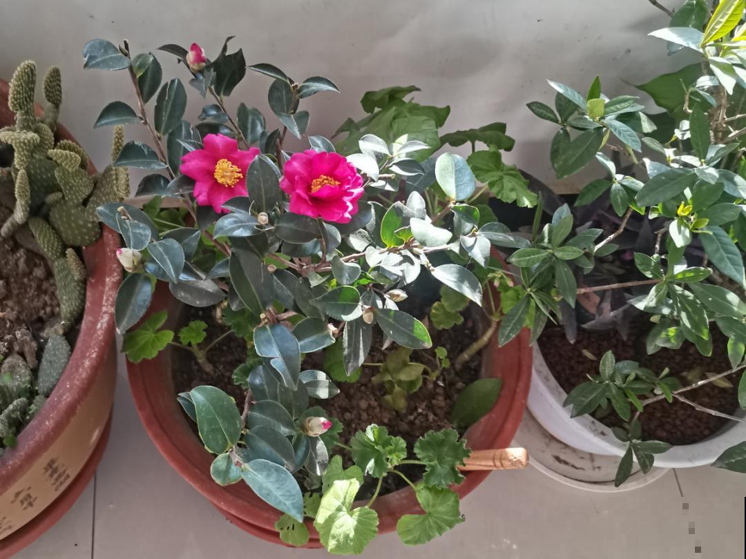 9种花不能暴晒，晒得越多花越不好，找阴凉地养