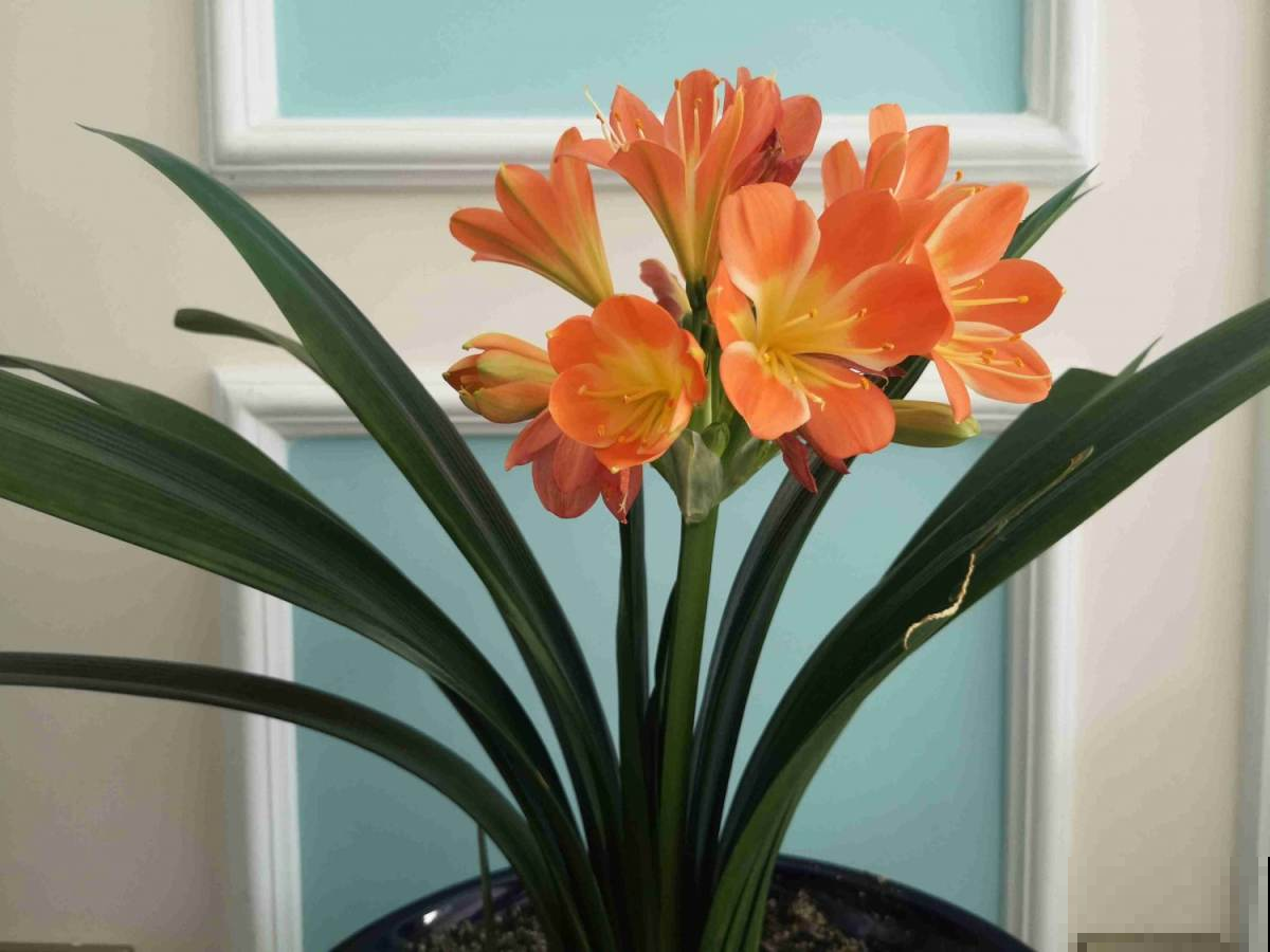 君子兰一直不开花，学会什么叫“春化”，开花数量翻倍