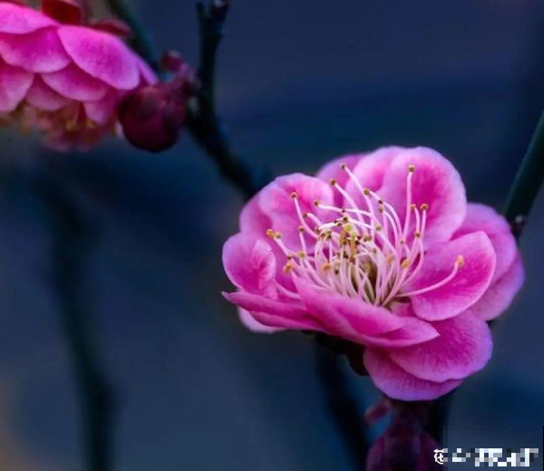 1种花剪几根枝,插水里3天就开花,迎春报喜,花香四溢 1种花剪几根枝,插水里3天就开花,迎春报喜,花香四溢