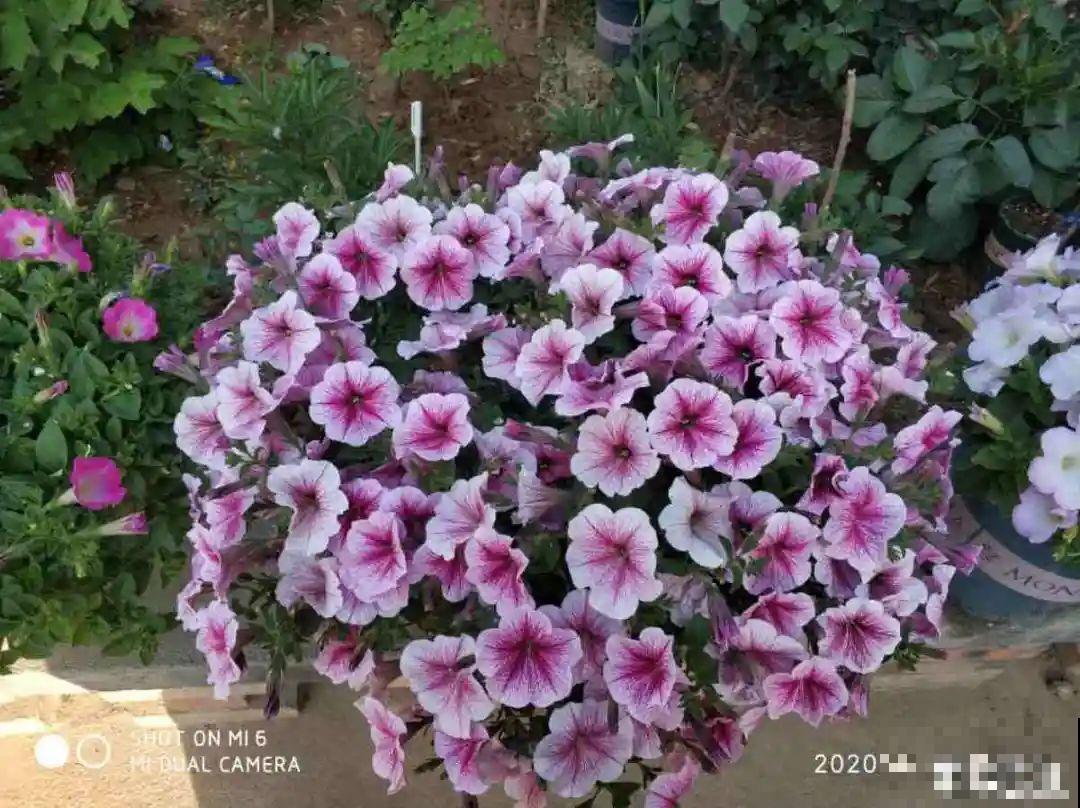 养盆矮牵牛,狠心剪几刀,轻松爆开满盆花,小阳台最爱! 养盆矮牵牛,狠心剪几刀,轻松爆开满盆花,小阳台最爱!