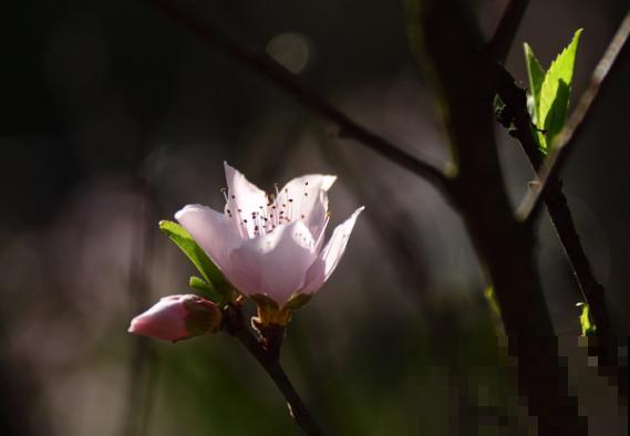 重瓣和单瓣的区别,在于这3点,快来看看 重瓣和单瓣的区别,在于这3点,快来看看