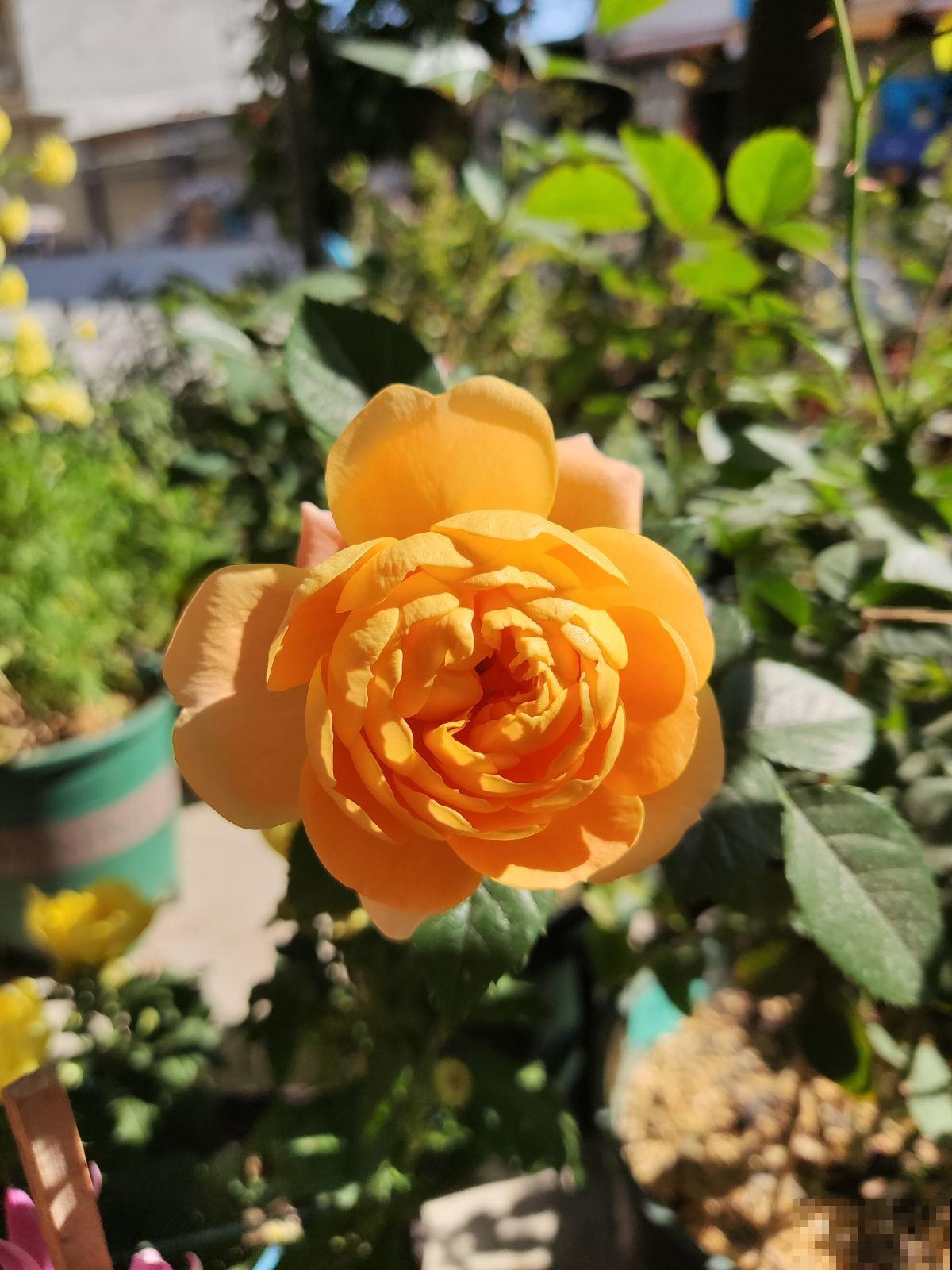 春天一到，10种常见月季，浓香又爆花，赶紧养起来