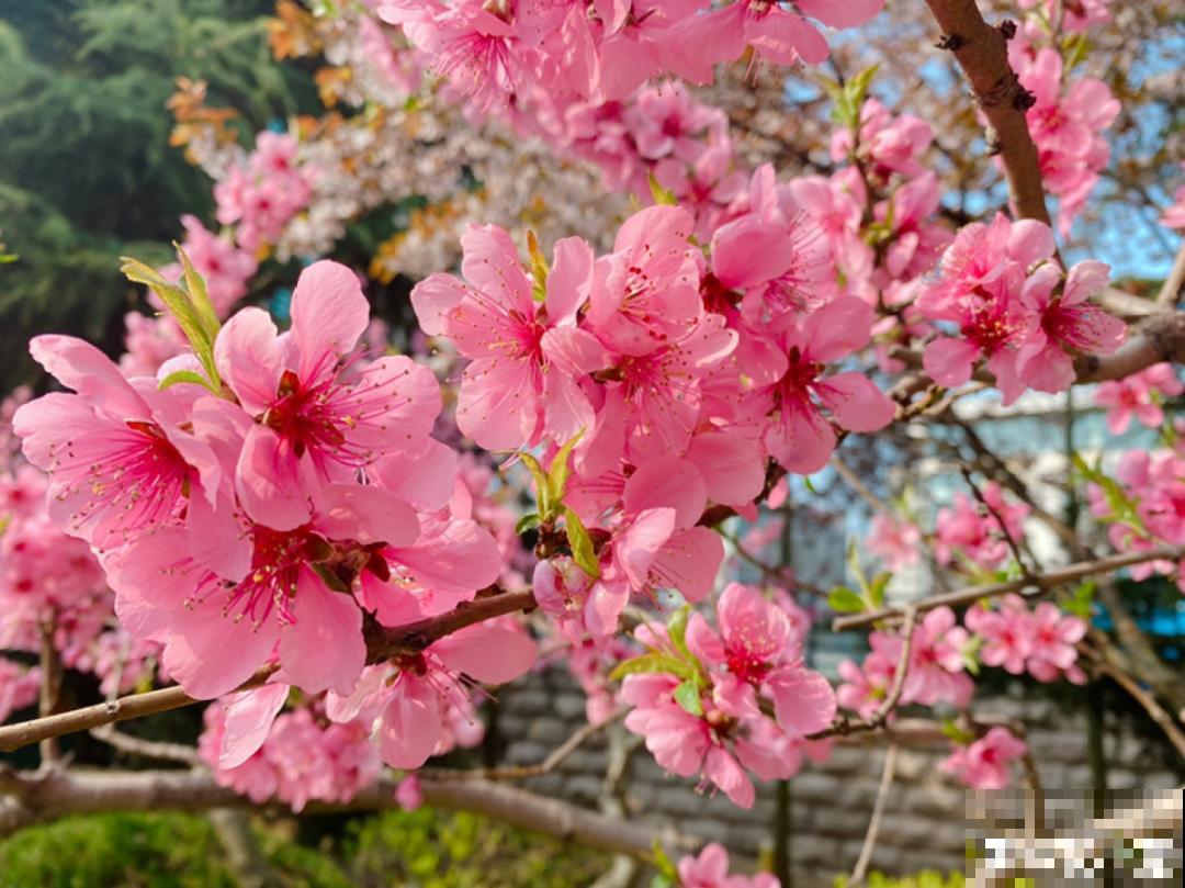 8种不“吉利花”，养在家里“有麻烦”，到底扔不扔？
