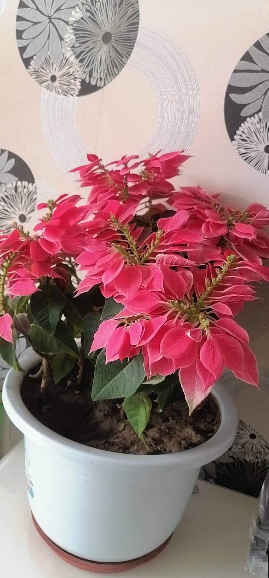 漂亮的花不是有毒就是有刺，7种不宜居家的花卉，养了赶紧搬走