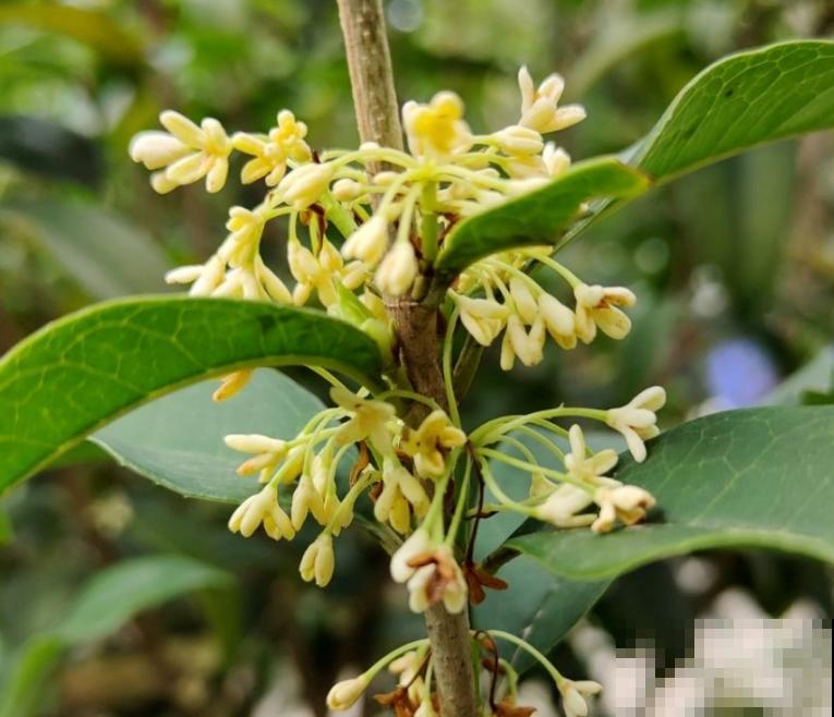 初春就养4种“转运花”,开花后美得不像话,养人又旺家 初春就养4种“转运花”,开花后美得不像话,养人又旺家