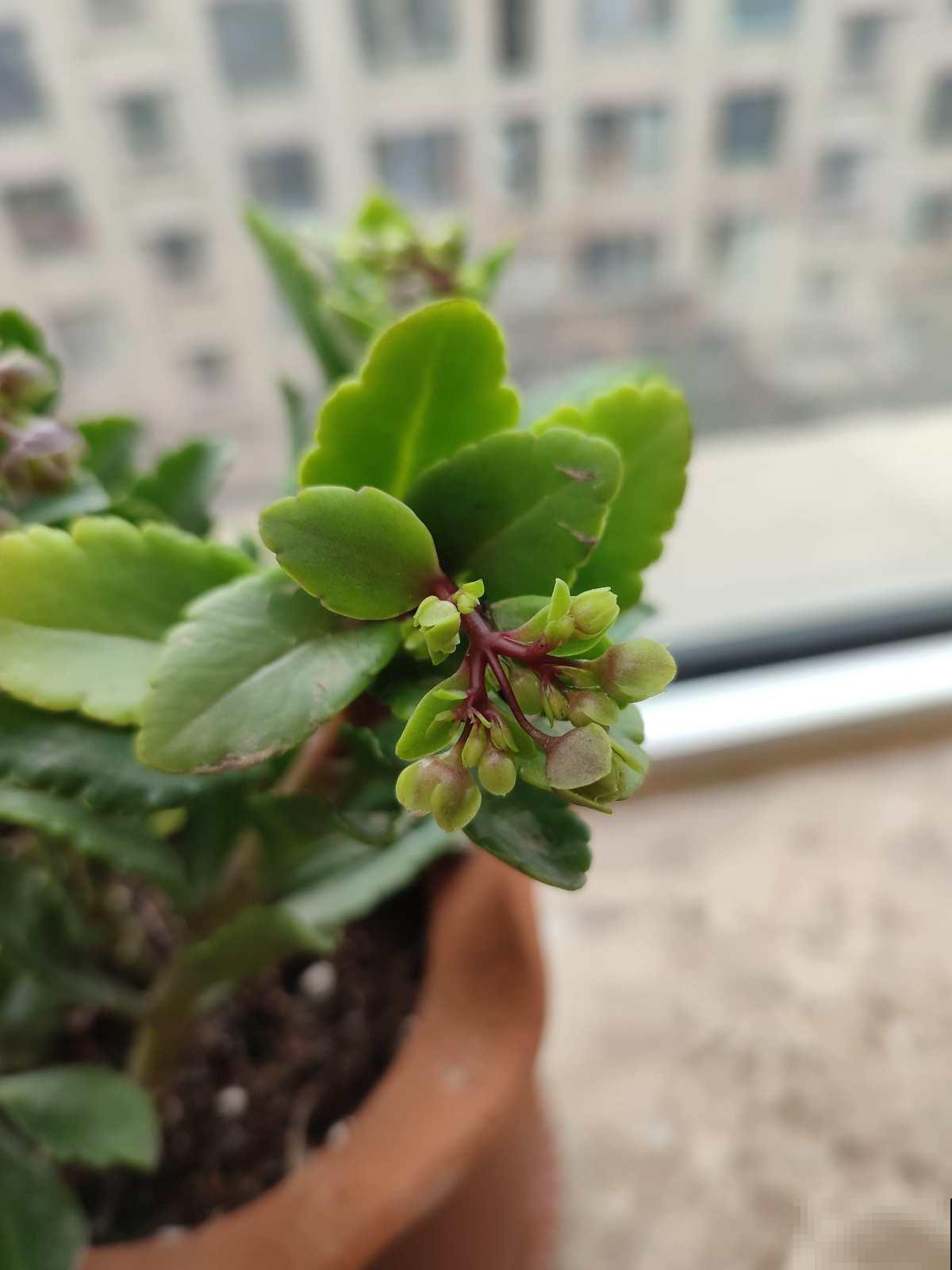 养花要注意,家中4个地方不能放花,后果承担不起 养花要注意,家中4个地方不能放花,后果承担不起