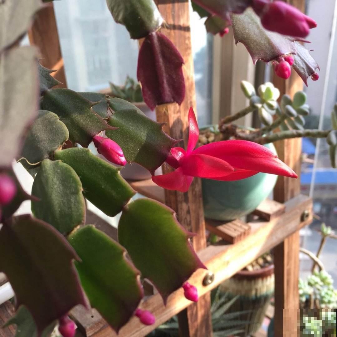 开春后养花，虫子是真不少，一碗肥皂水就管用，安全无污染