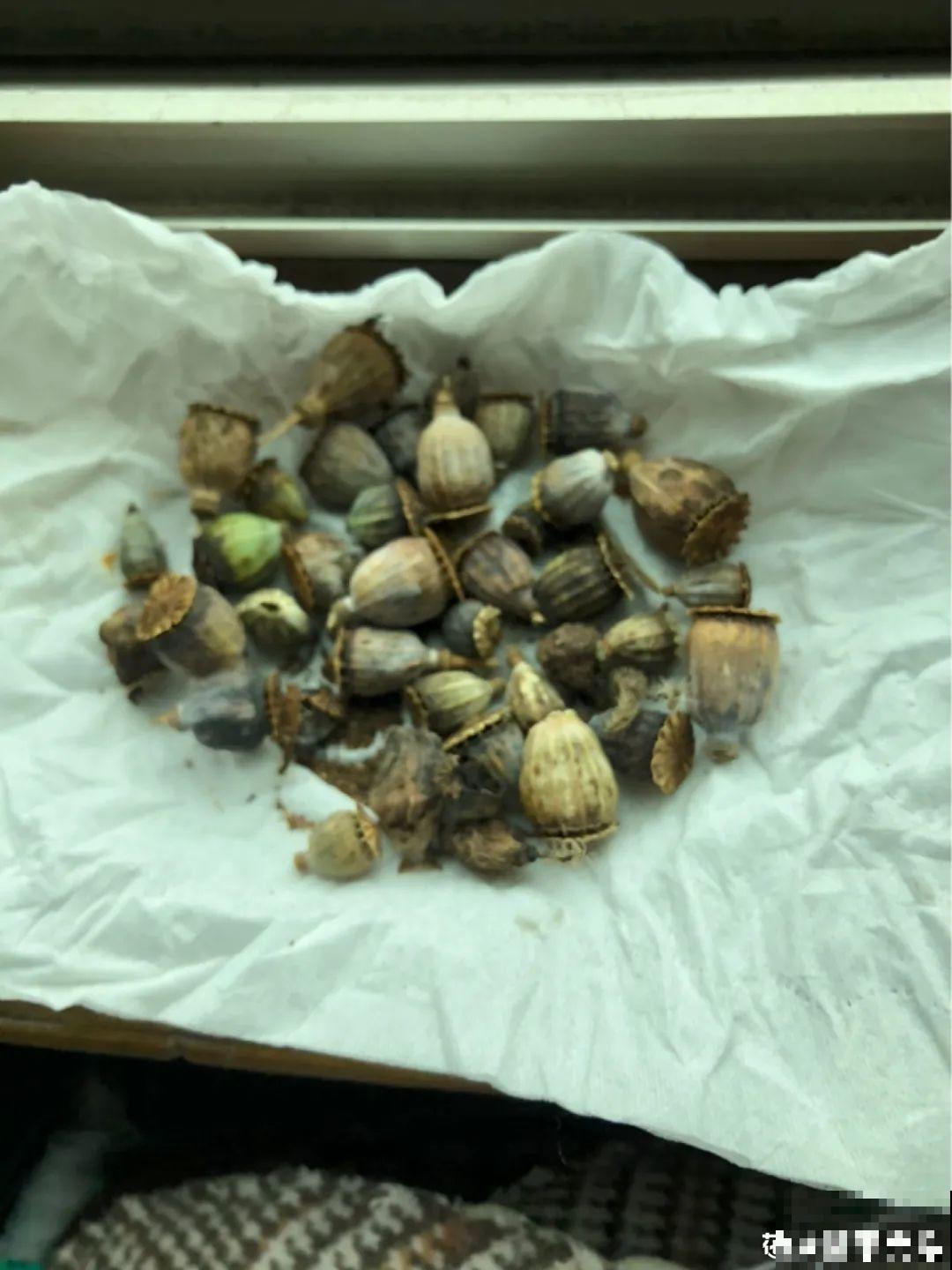 8种不“吉利花”，养在家里“有麻烦”，到底扔不扔？