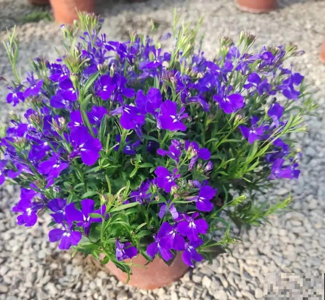 小阳台的爆花机器,1棵爆出一大盆,窗台、晾衣杆都挂满 小阳台的爆花机器,1棵爆出一大盆,窗台、晾衣杆都挂满