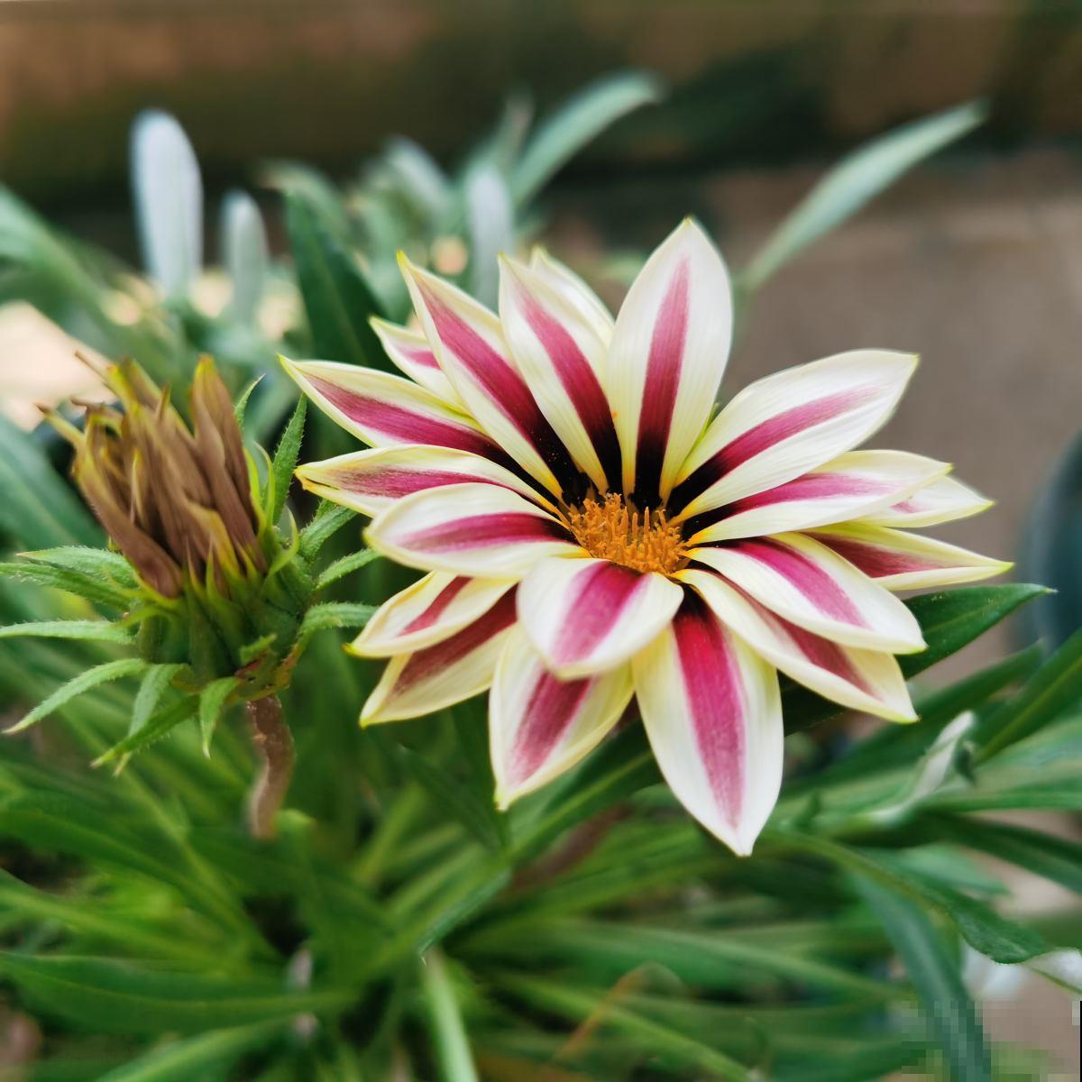 春天种菊花，种类多的数不清，随便浇水就爆盆