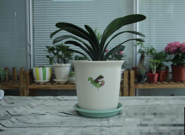 朋友送的君子兰,回家养殖注意这4点,状态恢复快 朋友送的君子兰,回家养殖注意这4点,状态恢复快