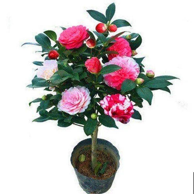 开败了的五色梅,赶紧剃个“小平头”,还能继续开花 开败了的五色梅,赶紧剃个“小平头”,还能继续开花