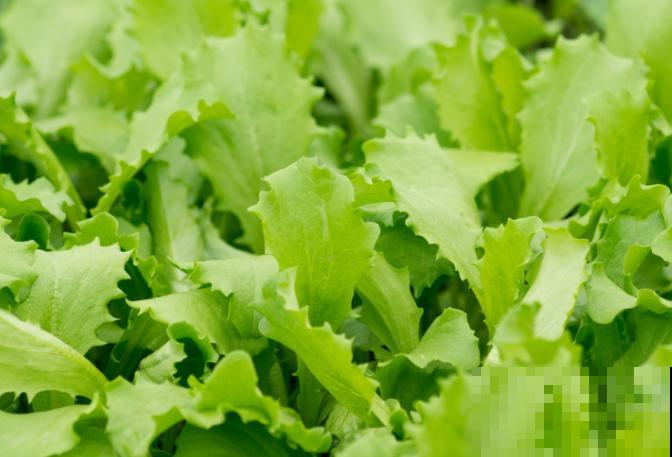 室内种生菜，不会操作不要紧，学会这4步种生菜很简单