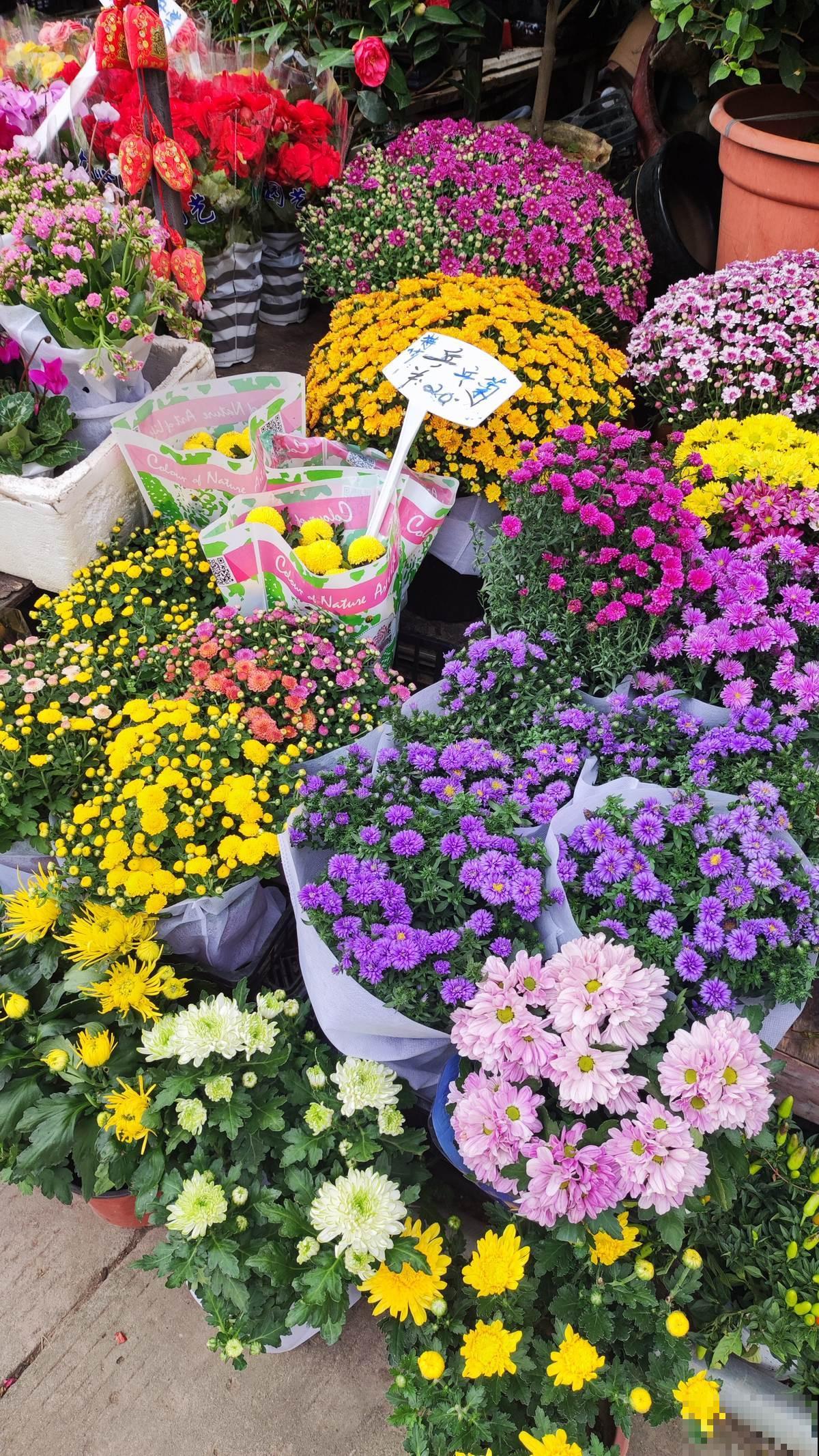 花市“捡漏”的5个技巧,学会了能省不少钱,适合新手小白 花市“捡漏”的5个技巧,学会了能省不少钱,适合新手小白