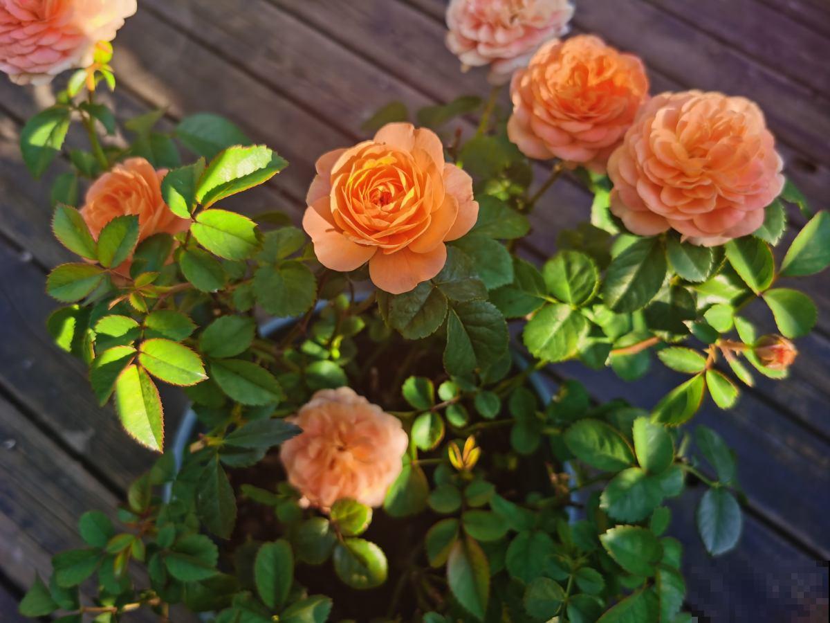 8种有毒花,养护需要远离卧室,对健康不好 8种有毒花,养护需要远离卧室,对健康不好