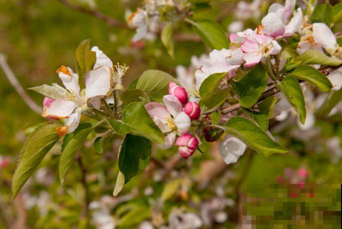 1种科属植物长得太像，不是大神根本分辨不出，你能认识多少
