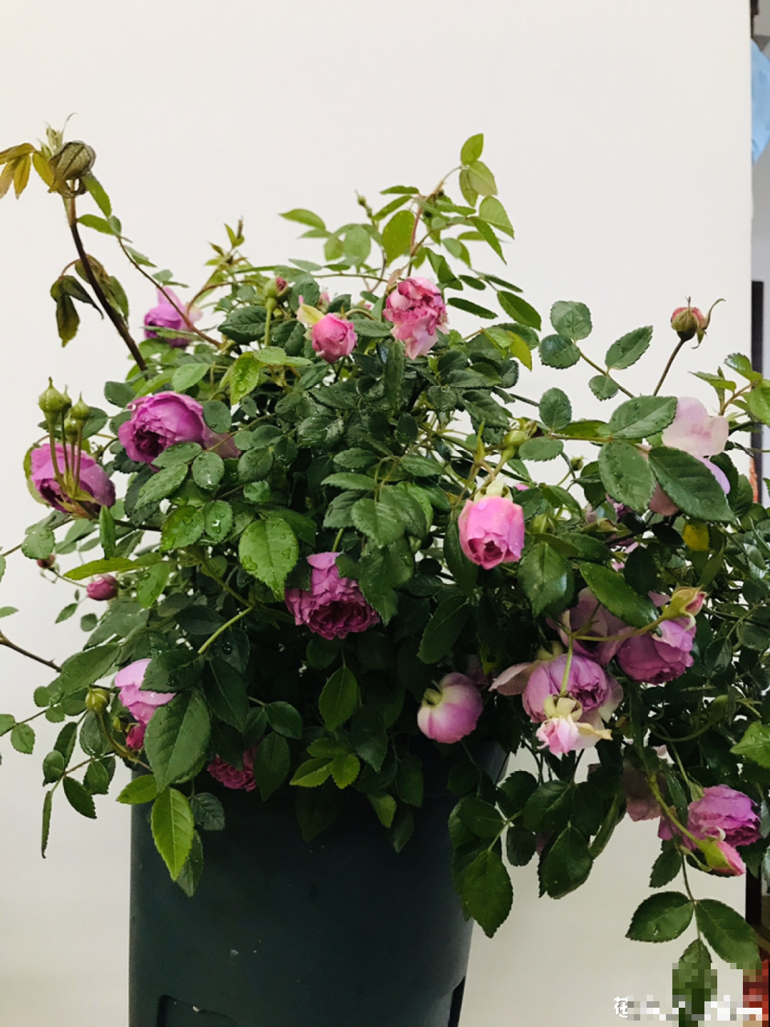 小阳台的开花机器,花期能达大半年,月月爆开不歇气,真香! 小阳台的开花机器,花期能达大半年,月月爆开不歇气,真香!