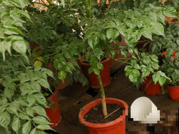 家里的幸福树出现问题，不知如何判断是否浇水过多，主要看这3点