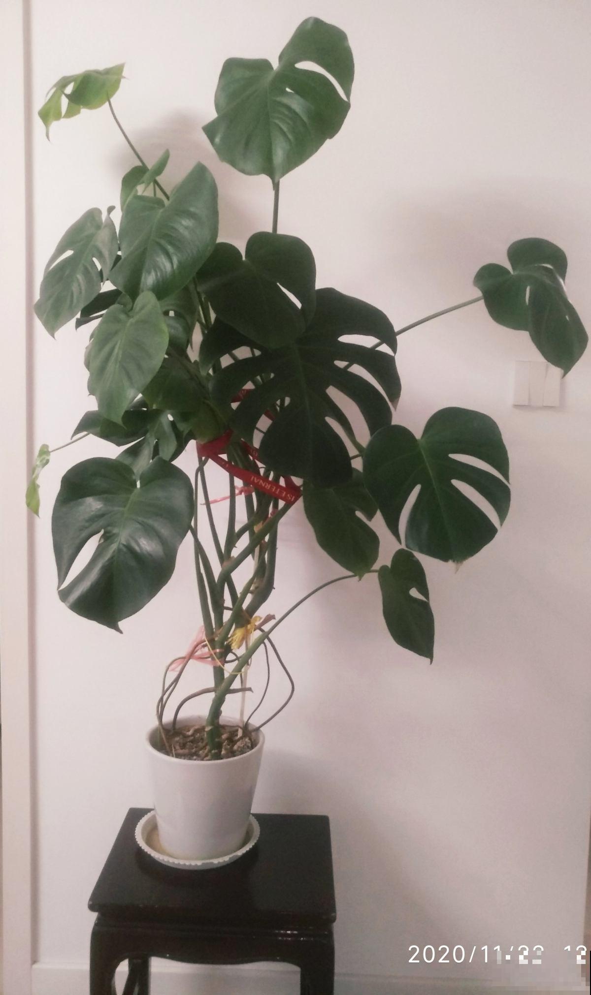 5种花摆在家，顶过高价的装修费，设计感十足