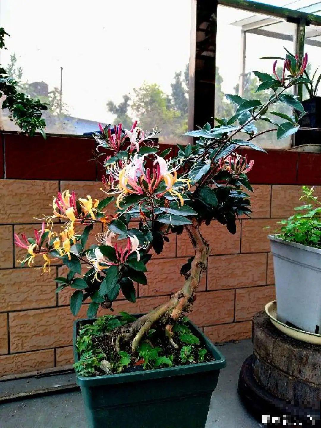 家里养盆新型品种金银花，下个月开出三色花瀑布，满院子飘香