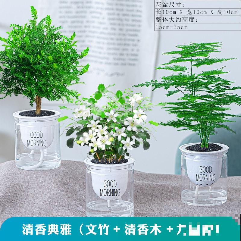 北阳台也能养的绿植,耐阴好养活,一年四季绿油油 北阳台也能养的绿植,耐阴好养活,一年四季绿油油