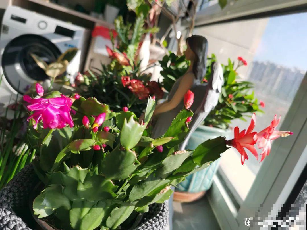 “香花卧室放，花旺人不旺”，老祖宗的良言，大有道理！