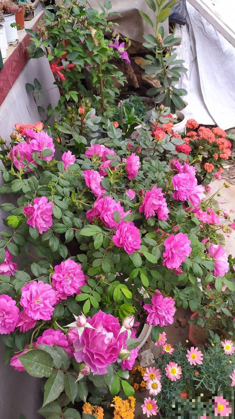 4种花,老中医特爱养,对身心都有帮助 4种花,老中医特爱养,对身心都有帮助