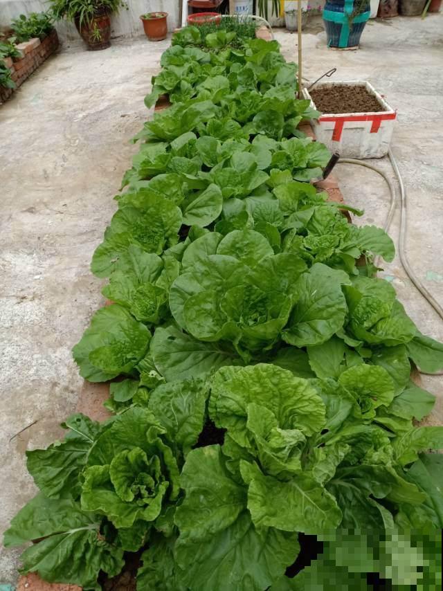 立春之后种这4种菜,长得飞快,一个月后就能吃了 立春之后种这4种菜,长得飞快,一个月后就能吃了