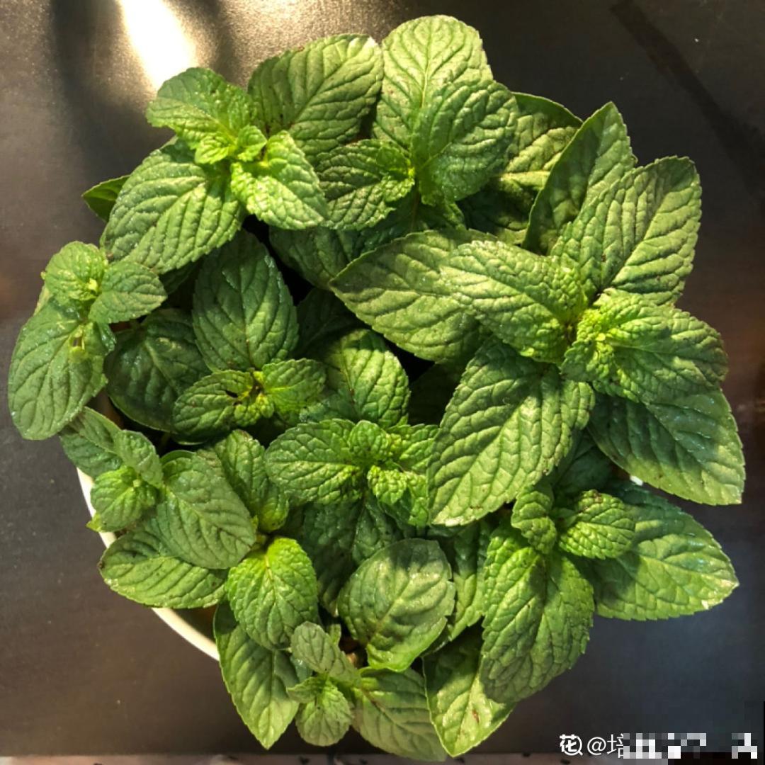家里养盆薄荷，春天进行扦插繁殖，一盆变多盆