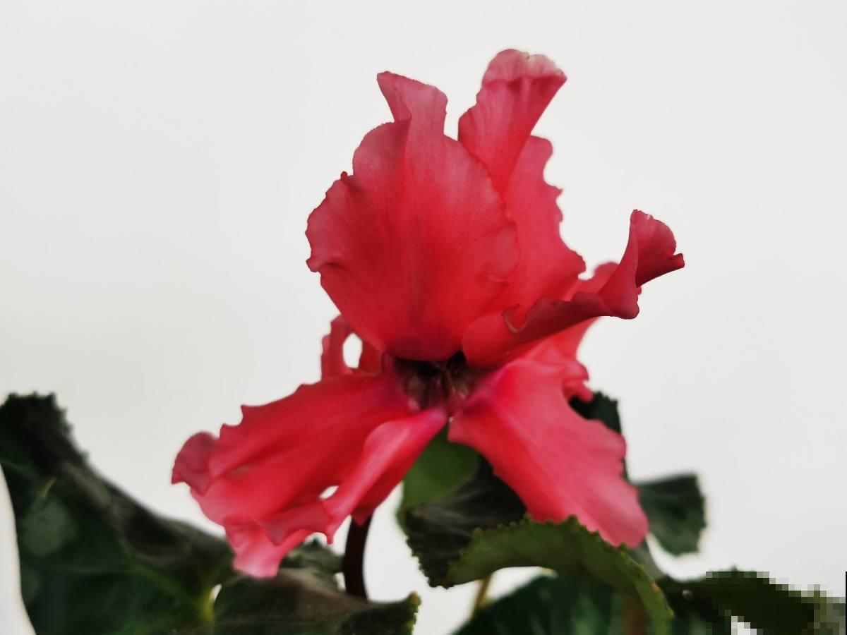 20种常见花的浇水方式,一句话就概括,简单好记 20种常见花的浇水方式,一句话就概括,简单好记