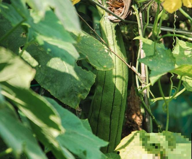 种植丝瓜要注意，这3种肥轻易不要使用，以免影响生长