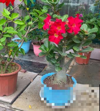 “贱养”才能开爆盆的植物,养的越精细,反而长得差 “贱养”才能开爆盆的植物,养的越精细,反而长得差