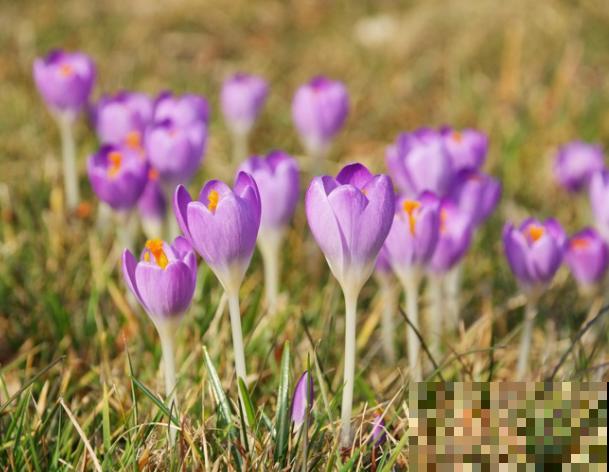 番红花养殖在室内，要注意这3点，养护简单易开花