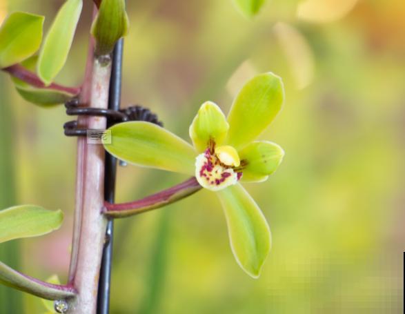 兰花要想使用磷酸，这2个月份使用最好，方法很简单