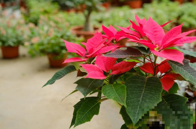 圣诞花的养殖，注意这5点，长势旺盛