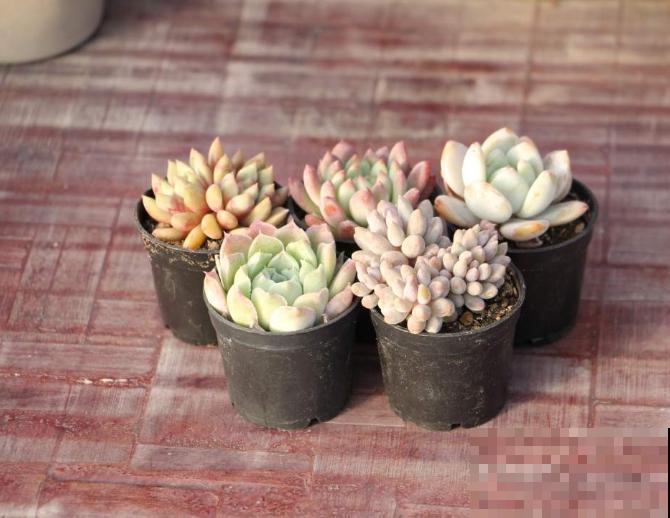 养多肉学会4要点，养出绝美老桩头，杆子比手指头还粗