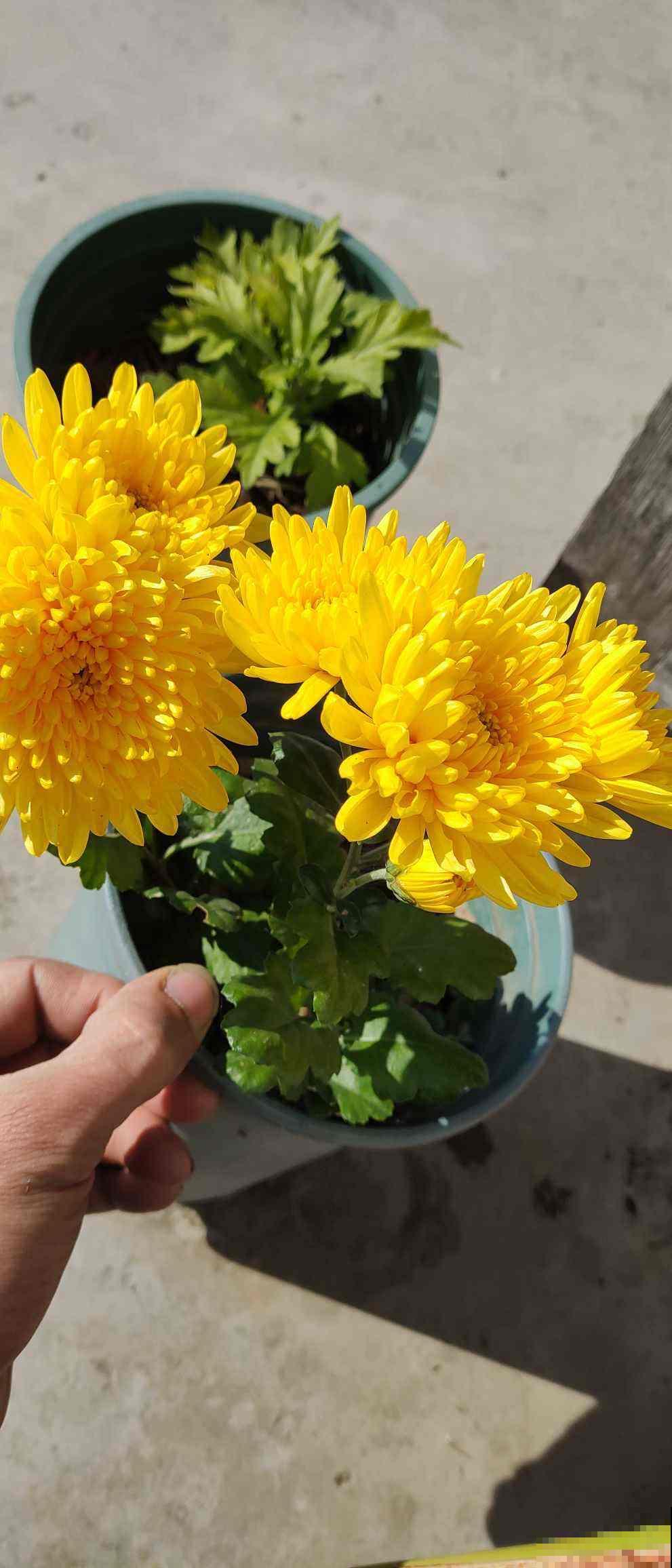 一种花很有名，但婆婆不让我养，只因为不吉利