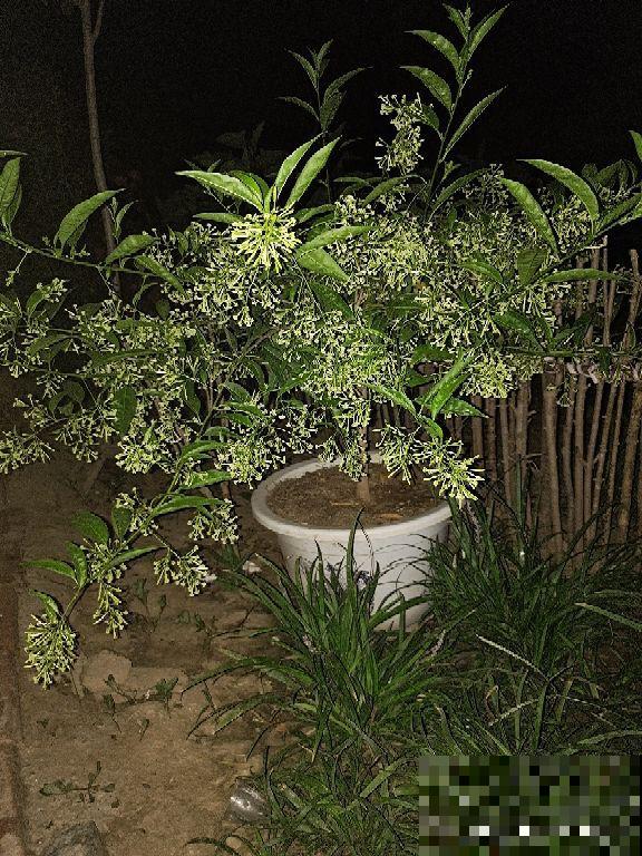 重视健康的人,封闭式阳台不养“浓香花”,害处不小 重视健康的人,封闭式阳台不养“浓香花”,害处不小